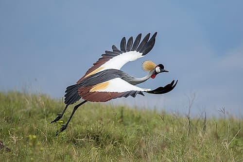 Africa-Tanzania-Ngorongoro Conservation Area-Grey Crowned Crane Wildlife Print